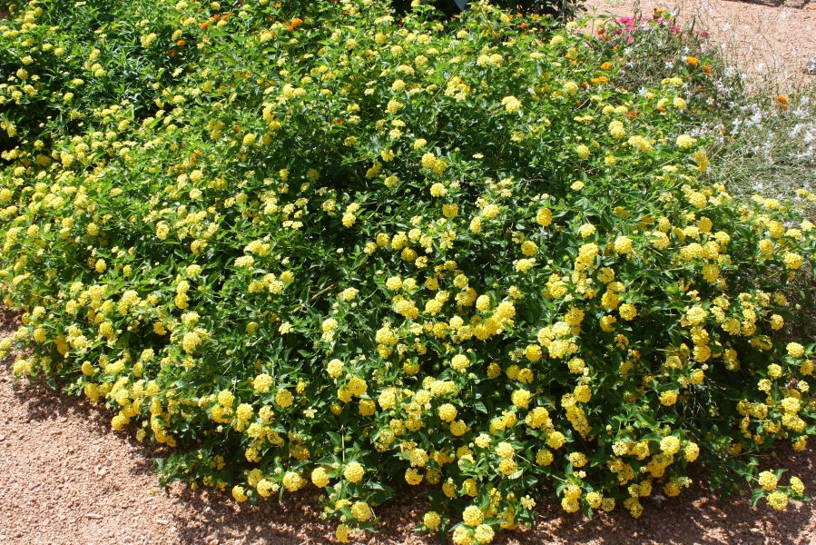 Chapel Hill Yellow Lantana - Perennials - All - Almost Eden